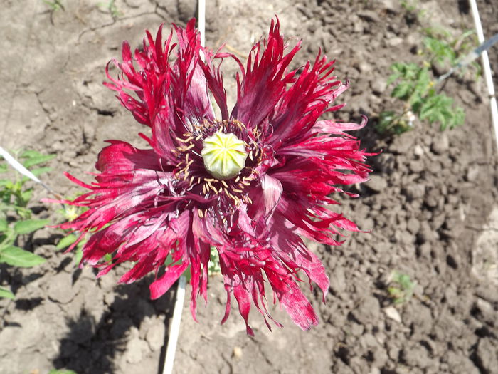 DSCF3125 - Flori amestec