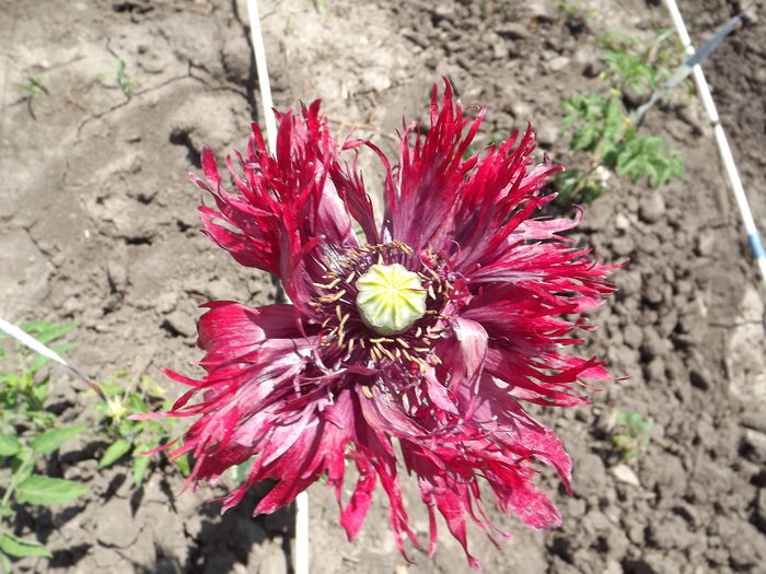 DSCF3124 - Flori amestec