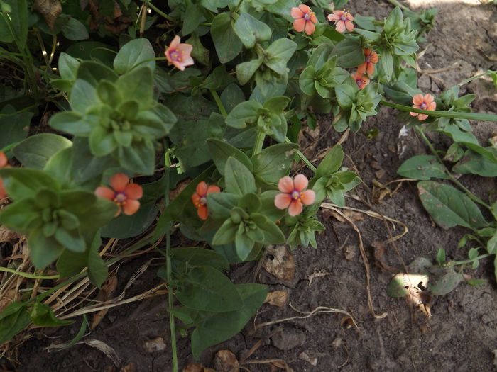 DSCF3129 - Flori amestec