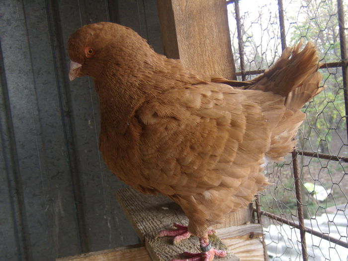 BUNICU” 2004-M HUNGARI