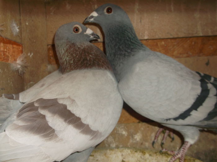 Gipsy-F albastra; Femela albastra am castigato la un concurs pe pigeaonsplanet.ro este din masculu Maraton extrem a lui Corneliu Vesa
