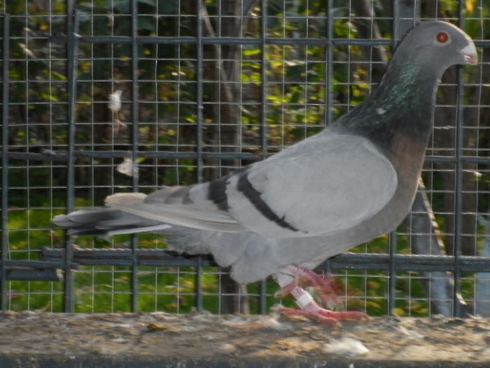 P1030530