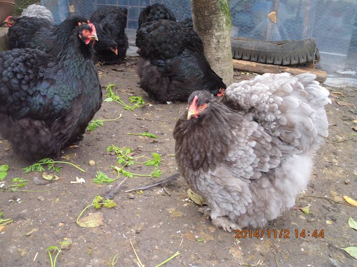 1262590_1559308347636298_6361695870793465395_o