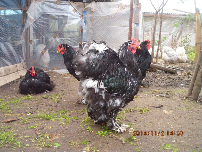 1553259_1559309624302837_5589385692323932668_o - TINERET 2014   2