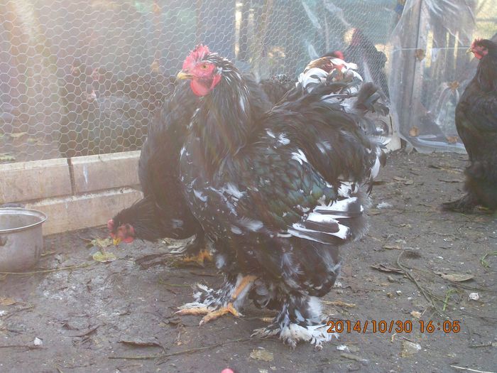 1911998_1558156607751472_2551718580488582375_o