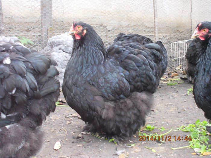 10428398_1559308917636241_7536198204245131298_o