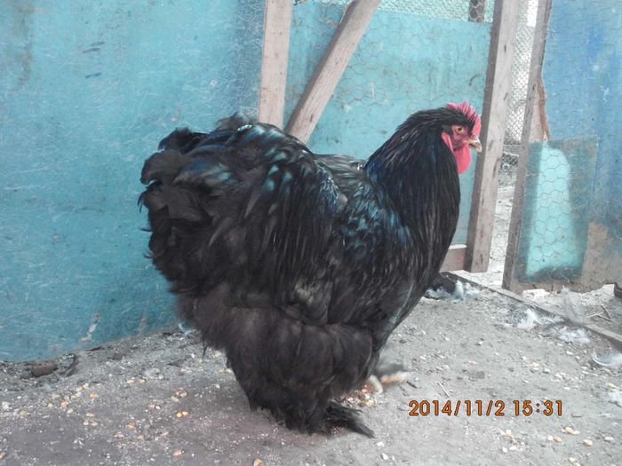 10548231_1559316864302113_2977733562276622030_o - TINERET 2014   2
