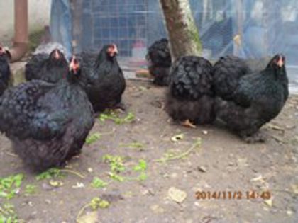 10635759_1559308127636320_1893705763225513619_n