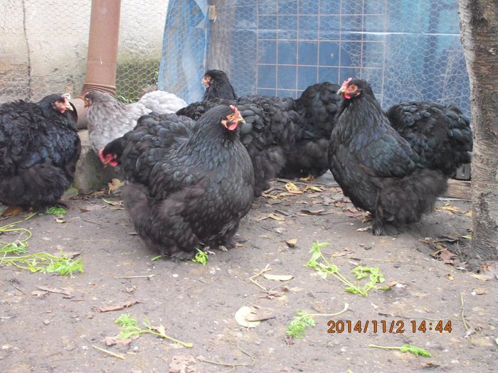 10636877_1559308417636291_5084698440952562727_o - TINERET 2014   2