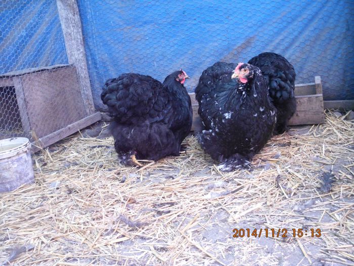 10687254_1559309820969484_7955348730615548322_o