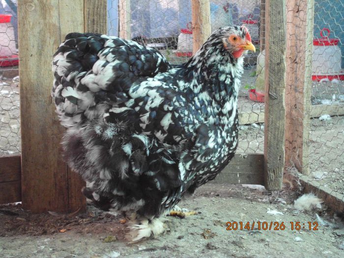 10688210_1556277574606042_2760610444442210386_o