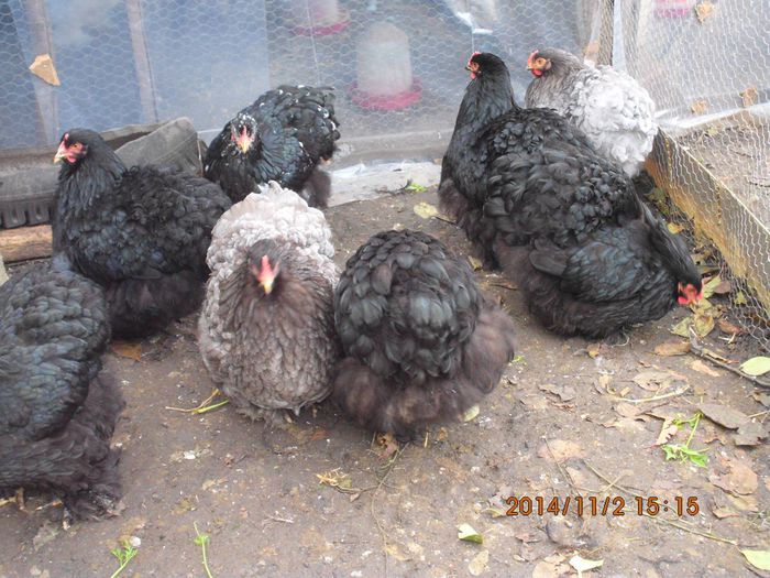 10699716_1559311987635934_5749284468366487315_o