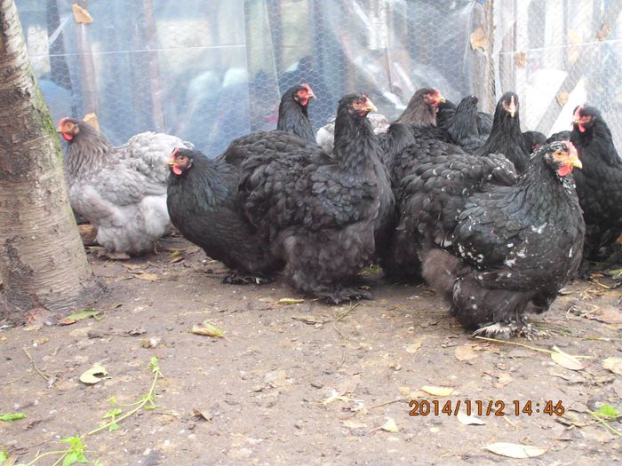 10708534_1559308800969586_1319529879013512905_o