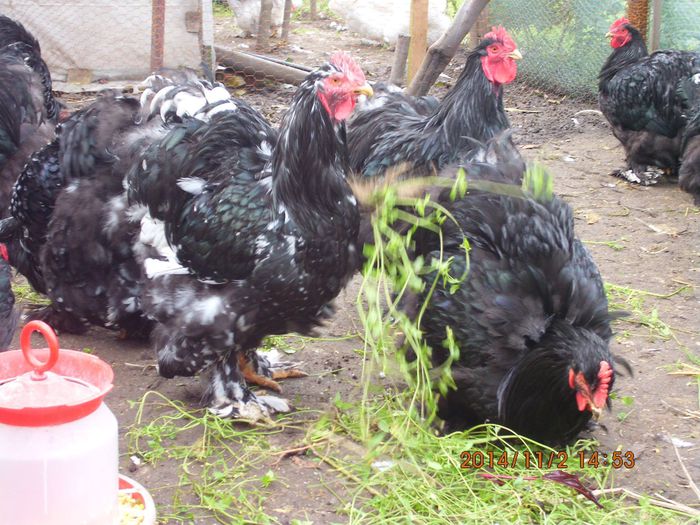 10708682_1559309694302830_1277910819809794087_o