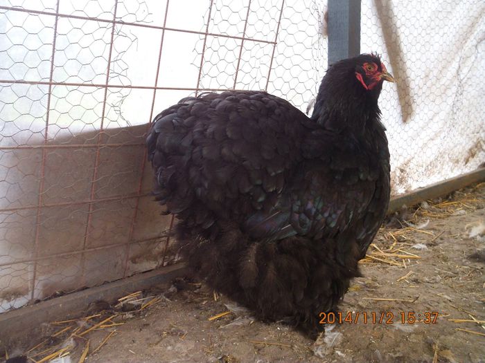 10712428_1559318424301957_8724882375684052016_o