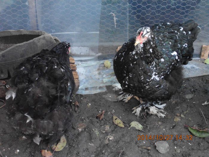 10732340_1556684294565370_1963732407_o