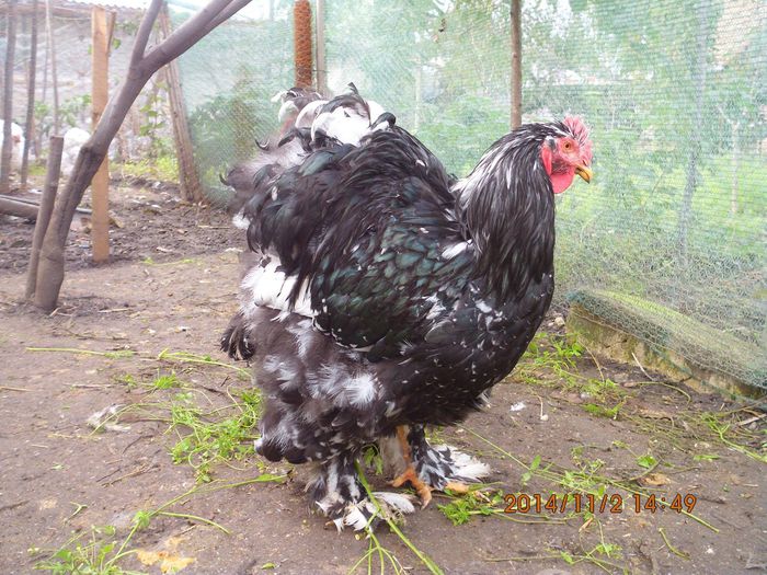 10733751_1559309414302858_5217722441666571658_o