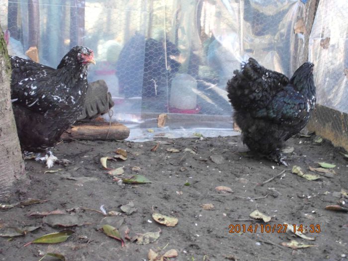 10746827_1556684361232030_1505749644_o