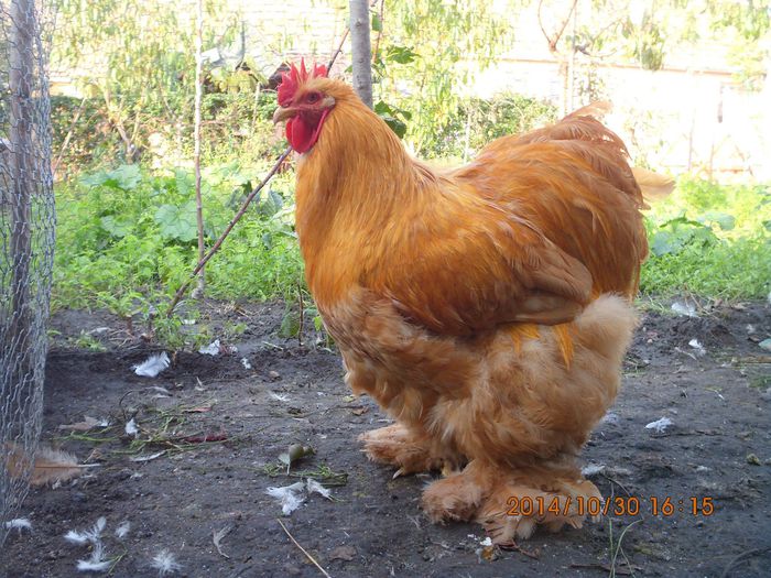 10750011_1558157241084742_4639011788988082794_o