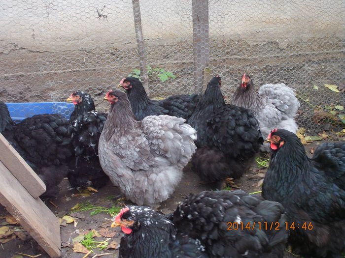 10750267_1559308857636247_5093242683617424558_o