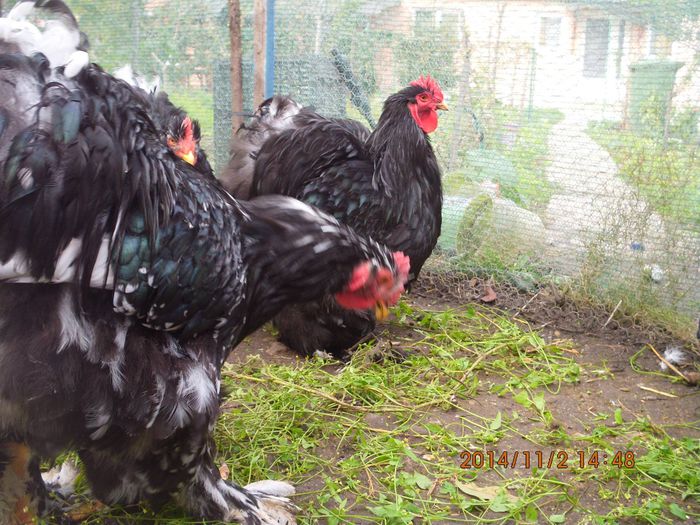 10750277_1559309324302867_4786964007488565135_o