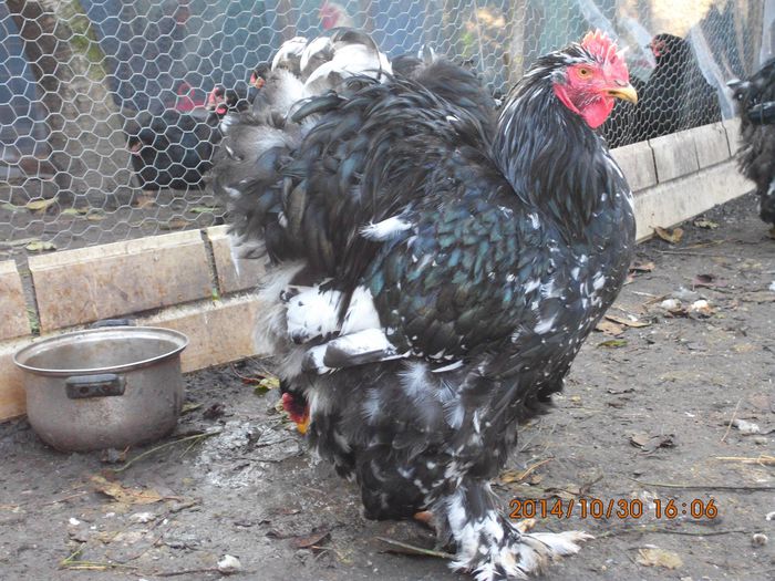 10750407_1558156697751463_5084028435123879837_o