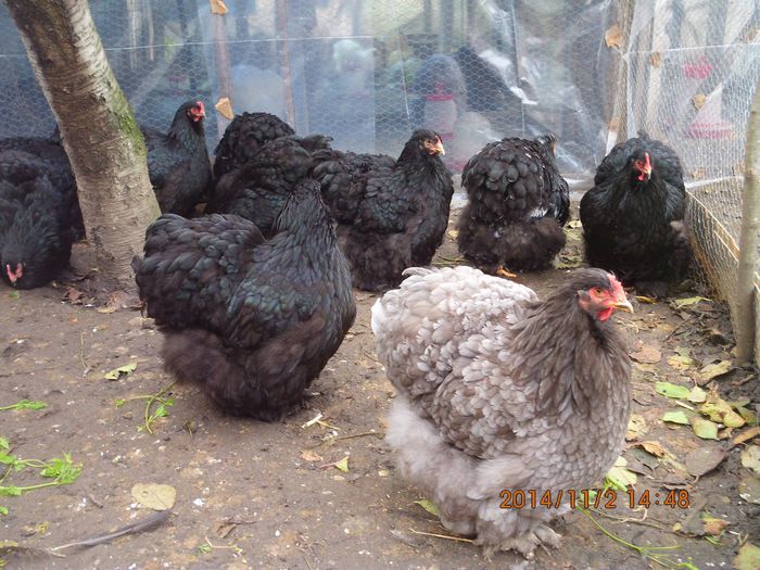 10750451_1559309240969542_806414217763302070_o