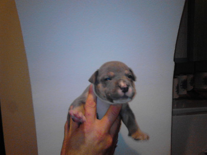 M 2.....20 ZILE .. VANDUT - DE VANZARE PUI PITBULL BLUE SI NEGRU TRICOLOR EXPIRAT  2