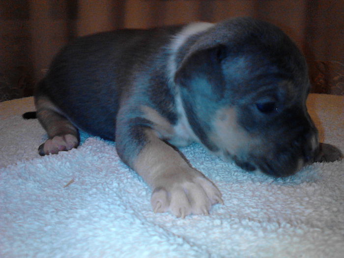 M 2...VANDUT - DE VANZARE PUI PITBULL BLUE SI NEGRU TRICOLOR EXPIRAT  2