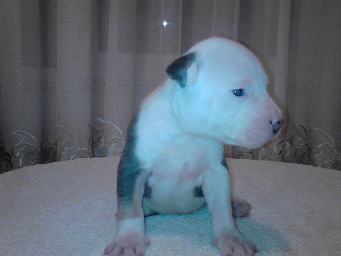 VANDUT - DE VANZARE PUI PITBULL BLUE SI NEGRU TRICOLOR EXPIRAT  2