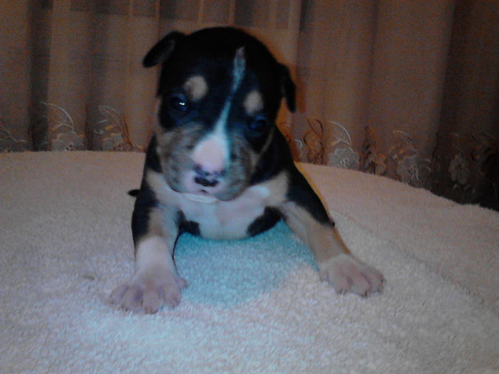 M 4...VANDUT - DE VANZARE PUI PITBULL BLUE SI NEGRU TRICOLOR EXPIRAT  2