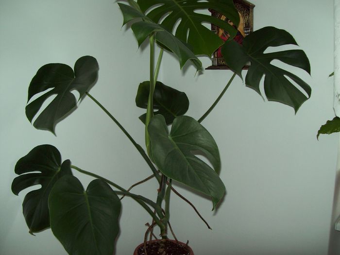 Philodendron - DIFERITE FLORI 2014