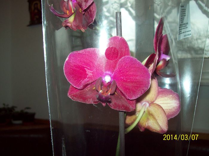 Orhidee - DIFERITE FLORI 2014