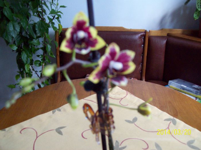 103_3986 - DIFERITE FLORI 2014