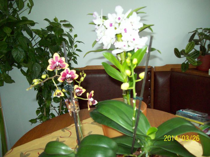 Orhidee - DIFERITE FLORI 2014