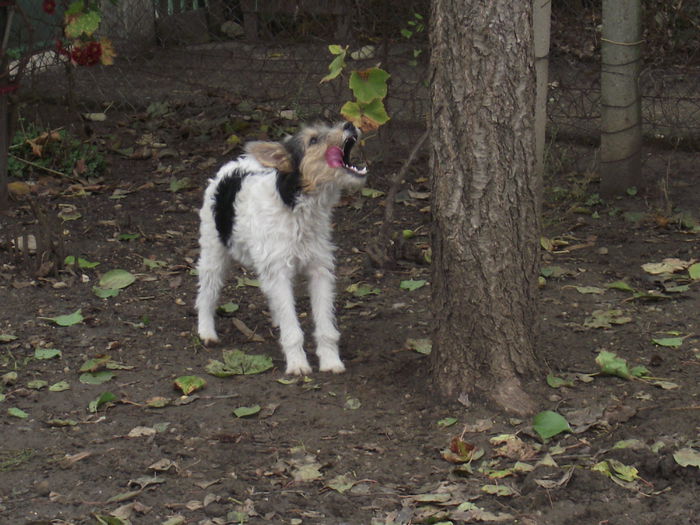 DSCF9551 - FoxTerrier