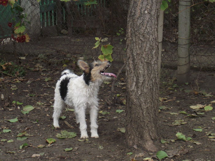 DSCF9552 - FoxTerrier