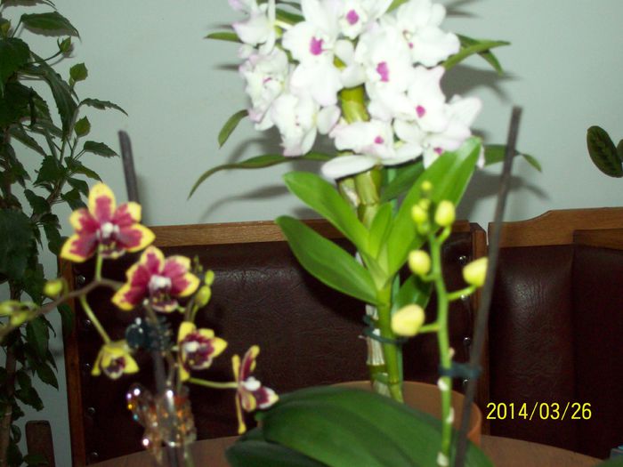 103_3991 - DIFERITE FLORI 2014