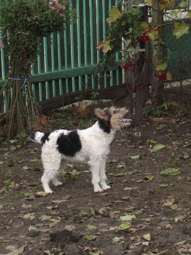 DSCF9555 - FoxTerrier