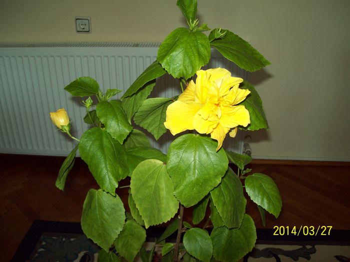 Hibiscus galben - DIFERITE FLORI 2014