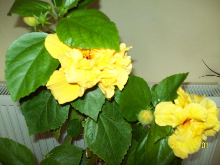 103_4004 - DIFERITE FLORI 2014