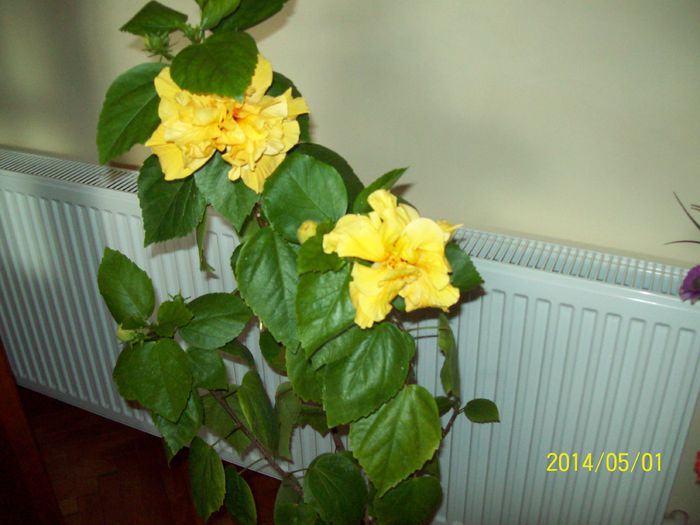 103_4005 - DIFERITE FLORI 2014