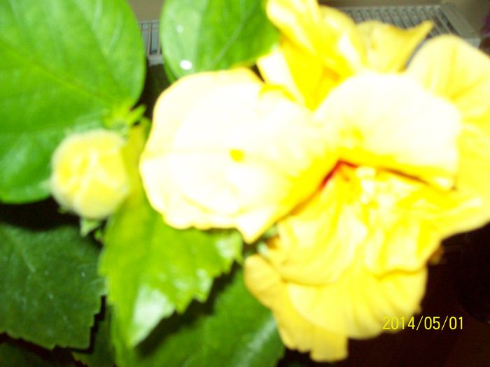 103_4007 - DIFERITE FLORI 2014