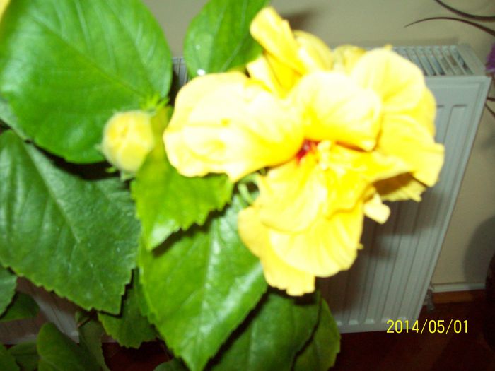 103_4008 - DIFERITE FLORI 2014