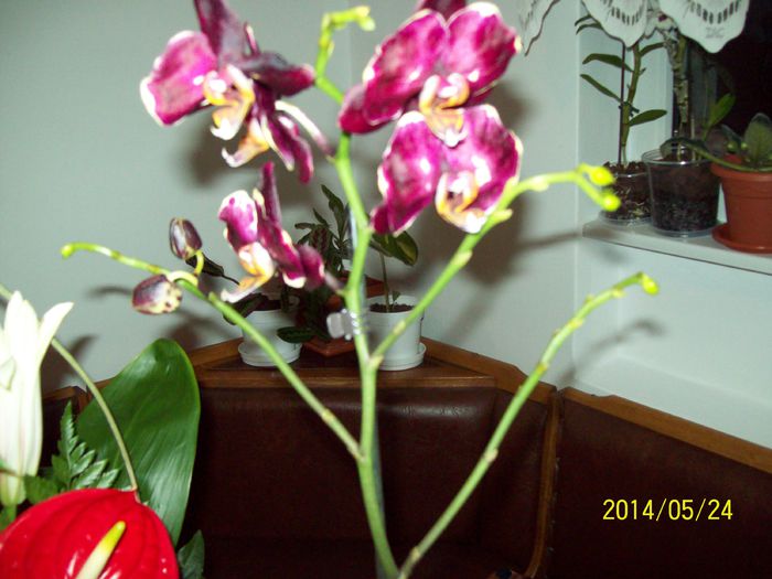 Orhidee - Alte flori 2014
