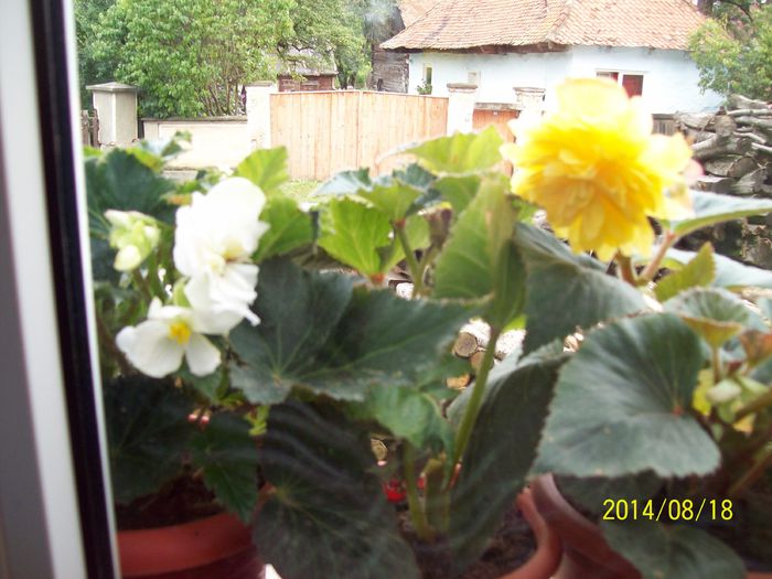 Begonia - Alte flori 2014