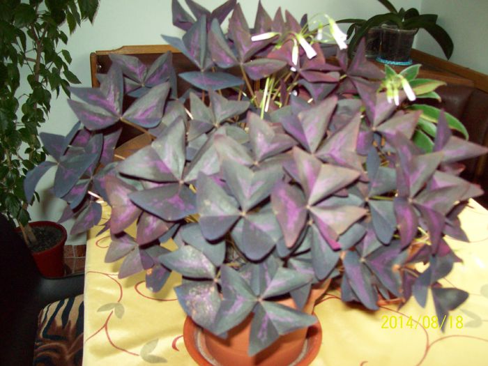 Oxalis - Alte flori 2014