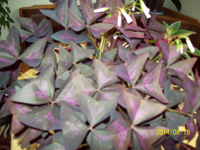 103_4150 - Alte flori 2014