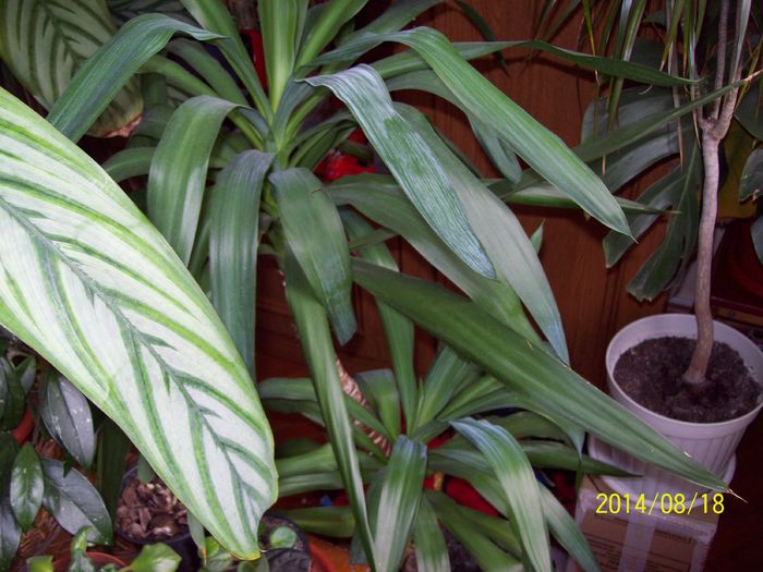 103_4159 - Alte flori 2014