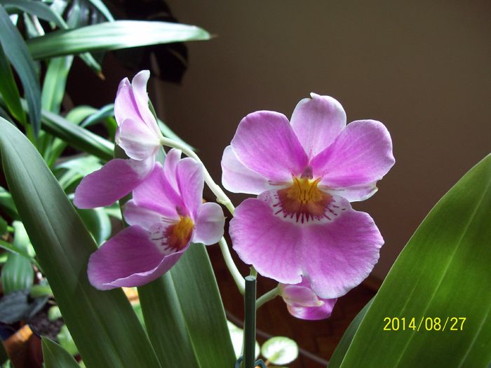 Orhidee Miltonia - Alte flori 2014